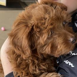 German Shepherd and Goldendoodle All Grown Up from Kraften K9
