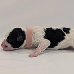 Miss Pink - Parti female Goldendoodle puppy in Lebanon, Pennsylvania from Robertson's Retrievers and Doodles
