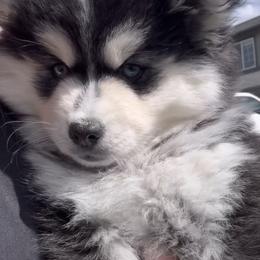 Pomsky Puppies from Pathfinder Pomskies