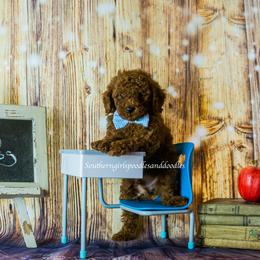 Poodle Puppies from Southern Girls Poodles