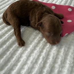 Clarice - Red  female Poodle puppy in Cape Coral, Florida from Ruby the poodle