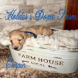 Crispin - Cream male Dachshund puppy in Atwood, Oklahoma from Holder’s Doxie Farm