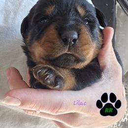 Lilac - Black and mahogany female Rottweiler puppy in Tangent, Oregon from Raya's Royals