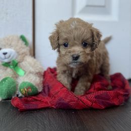 Cockapoo Puppies from East St. Poodles & Doodles