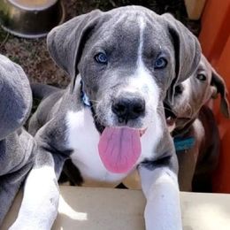 Great Danes from Misty Creek