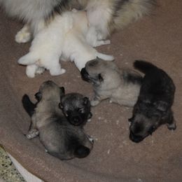 Girl 3 - Black and silver female Keeshond puppy in Fayetteville, Tennessee from Erbekees-Keeshonden