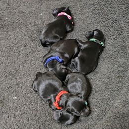 Boy 1 - male Scottish Terrier puppy in Milo, Iowa from Scotties By Stout