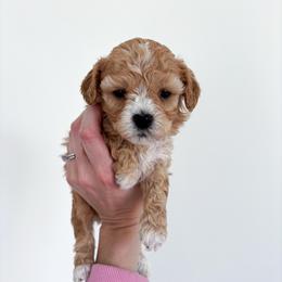 Magnolia - female Cavapoochon puppy in Morris, Pennsylvania from Heartland Puppies