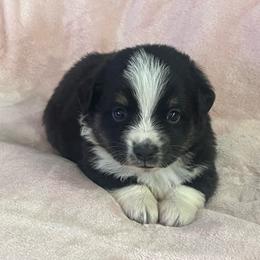 Lou - Black tri female Miniature Australian Shepherd puppy in Norco, California from River Springs Aussies