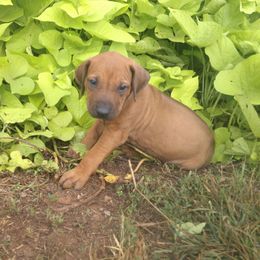 Buddy - Rd whtn blk nose male Rhodesian Ridgeback puppy in Carney, Oklahoma from River Run Parson Russell terriers & River Run Ridgebacks