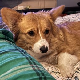 Pembroke Welsh Corgi Puppies from Trowbridge Corgis