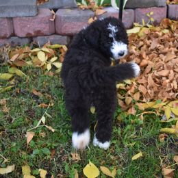 Bernedoodle Puppies from Belly Rubs