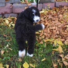 Bernedoodle Puppies from Belly Rubs