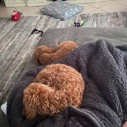 Goldendoodle Puppies from Cape Fear Doodles
