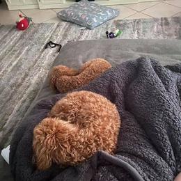 Goldendoodle Puppies from Cape Fear Doodles