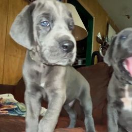 Yellow ribbon blue boy - Blue male Great Dane puppy in Georgia from Night Magic Danes