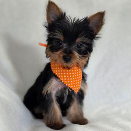 Pepper's Boy 4 - Black and tan male Yorkshire Terrier puppy in Aiken, South Carolina from Sio's Yorkies