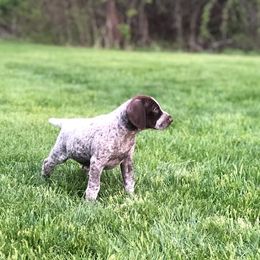 German Shorthaired Pointer Puppies from Legends German Shorthaired Pointers