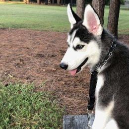 Siberian Huskies from Greedy Dogs 101: Siberian Husky’s