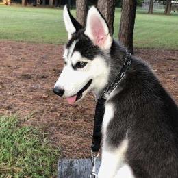 Siberian Huskies from Greedy Dogs 101: Siberian Husky’s