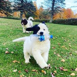Great Pyrenees and Newfoundlands from Sweet’s Gentle Giants