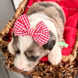 Teal collar toy - Red merle female Aussiedoodle puppy in 32046, Florida from River Hill Ranch