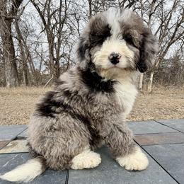 Bluey - Blue merle female Bernedoodle puppy in Sioux Falls, South Dakota from WhiskeyCreek Doodles