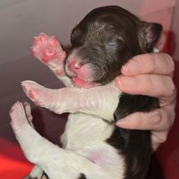 Girl 6 - Brown and white female Bernedoodle puppy in Mckenzie, Tennessee from Small Town Doodles & Poodles