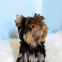 Yorkshire Terrier Puppies from Diamonds & Pearls Yorkshire Terriers