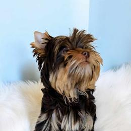 Yorkshire Terrier Puppies from Diamonds & Pearls Yorkshire Terriers