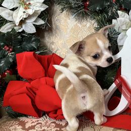 Purple - Sable spotted white male Chihuahua puppy in Isanti, Minnesota from Happy Little Chihuahuas