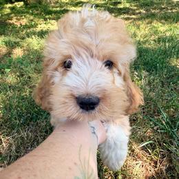 Rainier with training - Red and white male Cockapoo puppy in Boonville, North Carolina from Doods & Dolls
