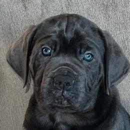 Cane Corso from Elite Legacy Corsos