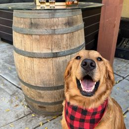 "Tully" Golden Retriever All Grown Up from Wishaw Whisky Golden Retrievers