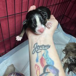 TBD - Black tri male Toy Australian Shepherd puppy in Reidsville, North Carolina from Cherry Grove Kennel