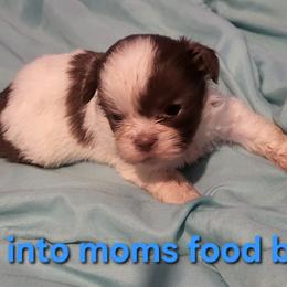 Menace - Gold and white male Shih Tzu puppy in Newport, Arkansas from Gina's Lil Zues and Yorkies Kennel