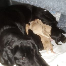 Labrador Retriever Puppies from Huebbe's Labradors