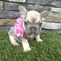 Lulu - Tricolors female French Bulldog puppy in Jacksonville, Florida from Jacksonville Frenchies