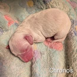 Chronos - Silver male Cockapoo puppy in Sunset, Louisiana from Cano Cockapoos