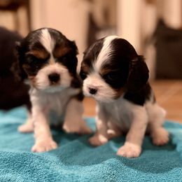 Cavalier King Charles Spaniel Puppies from Paradise Cavaliers