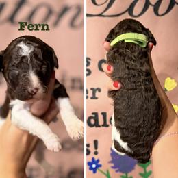 Fern (Green Collar Male) - Parti male Poodle puppy in Jasper, Georgia from Harrington Doodles & Poodles