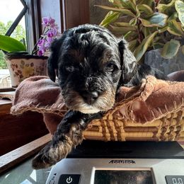 Rocket - Tri-color male Cavapoo puppy in Hesperia, Michigan from Yankee Doodle Dogs