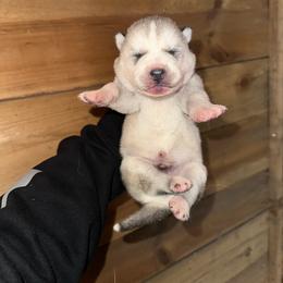 Boy 2 - Sable and white male Siberian Husky puppy in Iron River, Wisconsin from Wiemeri Siberians