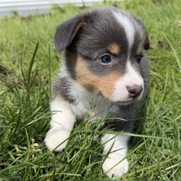 Pembroke Welsh Corgi Puppies from South Shore Corgis
