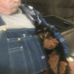 Poodle Puppies from Lucky Dog Poodles