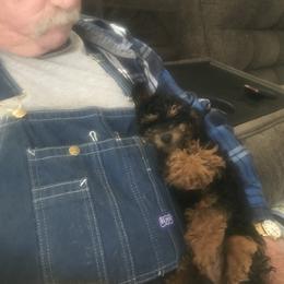 Poodle Puppies from Lucky Dog Poodles