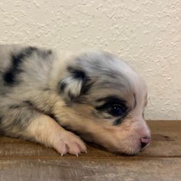 Girl # 4 - Australian Shepherd puppy in Oregon from Royal Australian Shepherds