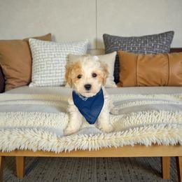 Polar - Parti male Maltipoo puppy in St. George, Utah from Winchester Hills Poodles and Doodles