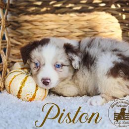 Piston - Red merle male Australian Shepherd puppy in Ennis, Texas from God’s Little Aussies
