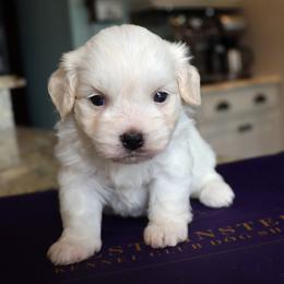 White Sands - White female Havanese puppy in Hamptonville, North Carolina from Alabama Havanese Kennel Tidewater Kennel